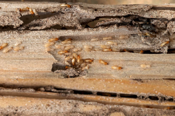 Best Best Pest Control Near Me  in Teays Valley, WV